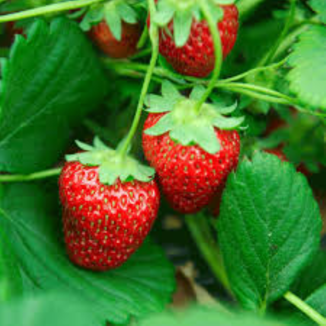 EVERGREEN STRAWBERRY 250G